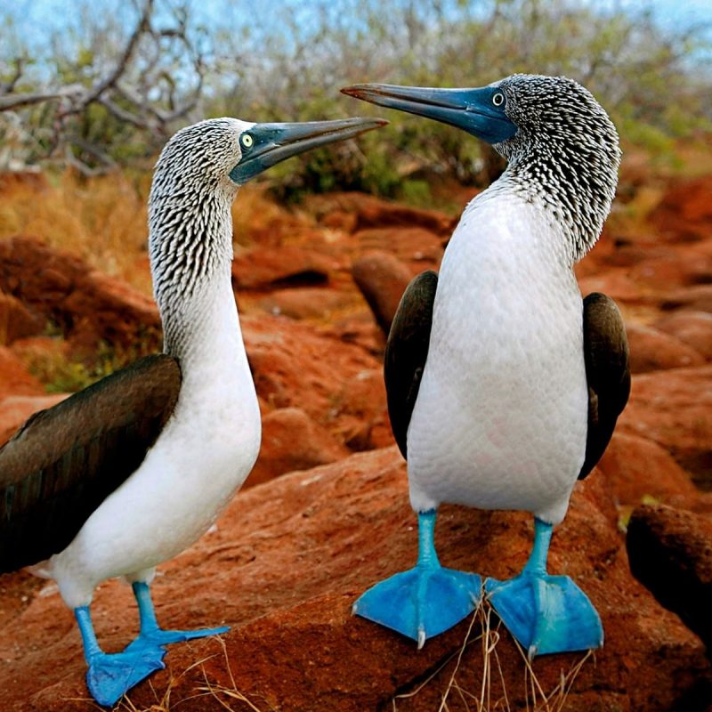blue-footed-booby-galapagos-islands-bird-sula-animals.jpg